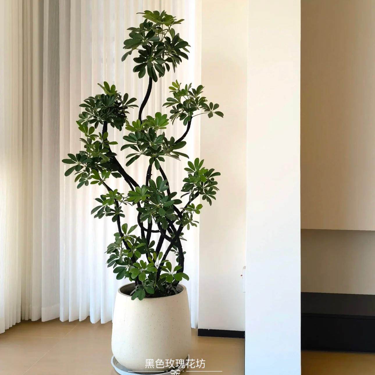 深圳造型鸭脚木盆栽七叶莲绿植办公室客厅落地大型绿植净化空气