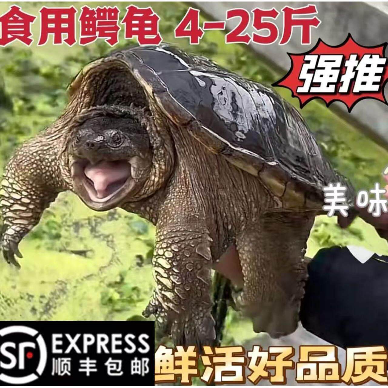 【顺丰包邮】滋补鳄鱼龟小鳄龟食用观赏鳄龟苗大乌龟吃的鳄龟