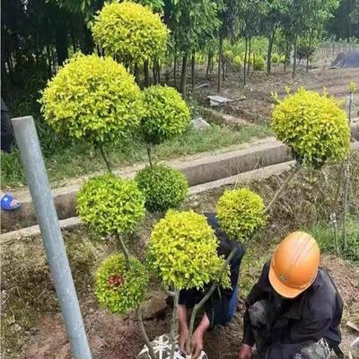 亮晶女贞造型树庭院花镜植物大型盆景别墅景观树地景树多头棒棒糖