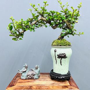 常青好养活老桩盆栽 攀枝花茶盆景树桩室内客厅绿植花卉植物四季