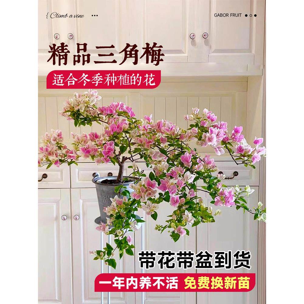 三角梅盆栽重瓣爬藤三角梅花树苗带花绿樱漳红樱老桩四季开花植物