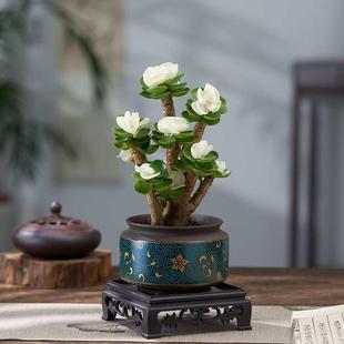 易养活花 金钱木老桩多肉植物绿植室内盆栽客厅花卉办公室桌面四季