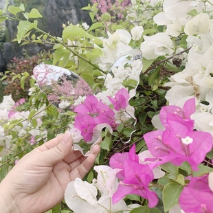 便携随身化妆镜小镜子手拿补妆镜简约透明设计13 15cm