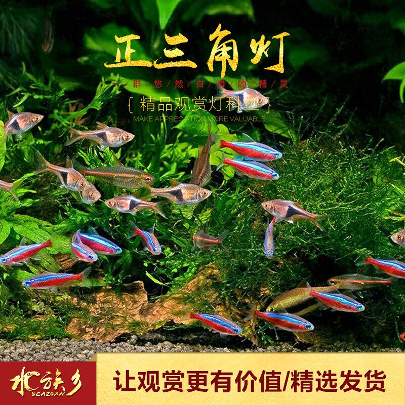 热销金三角灯鱼缸群游小型灯科鱼紫蓝大小正三角灯鱼宝莲灯热带观