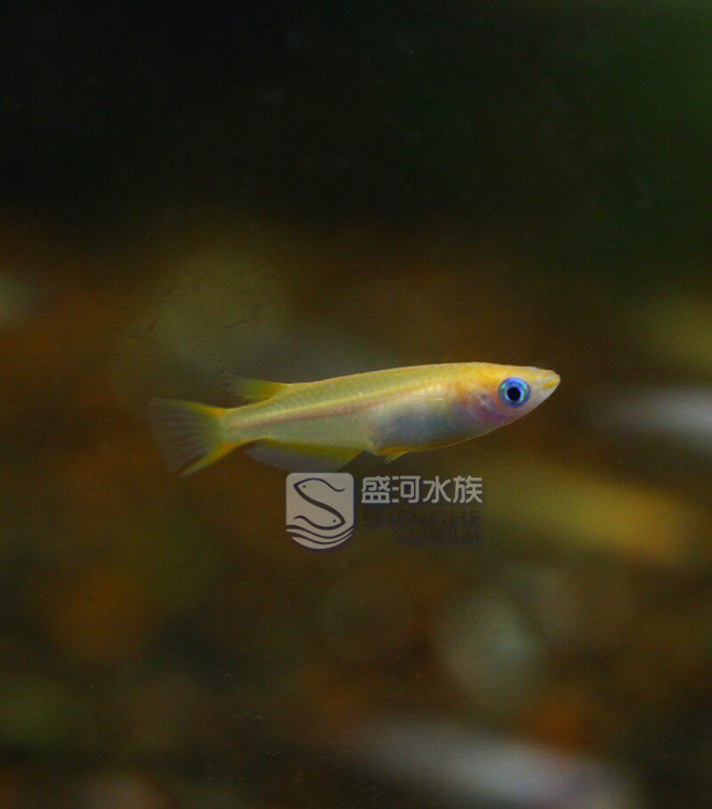 热销观背锦鳉除油膜 灯鱼观赏冷水草不怕热不怕冷非常皮实幼儿园