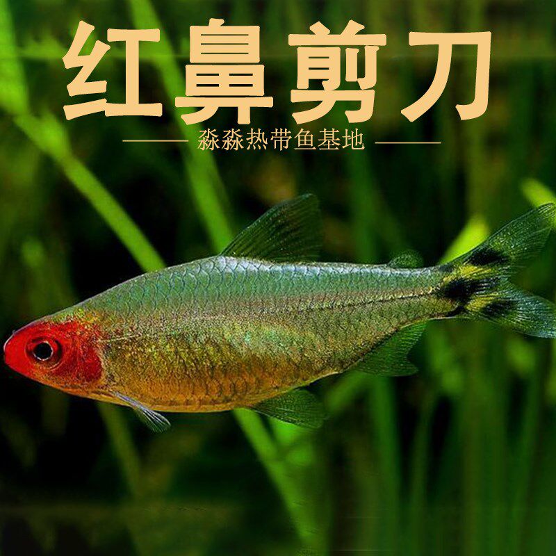 热销红鼻剪刀鱼热带观赏淡水灯鱼水草缸群游铂金白金红鼻子灯科鱼