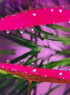 热销ADA睡莲稀有水草红色水草中后景水草无需二氧化碳高端睡莲