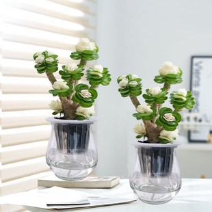 招财植物 金钱木盆栽水培植物多肉老桩室内绿植办公室桌面花卉