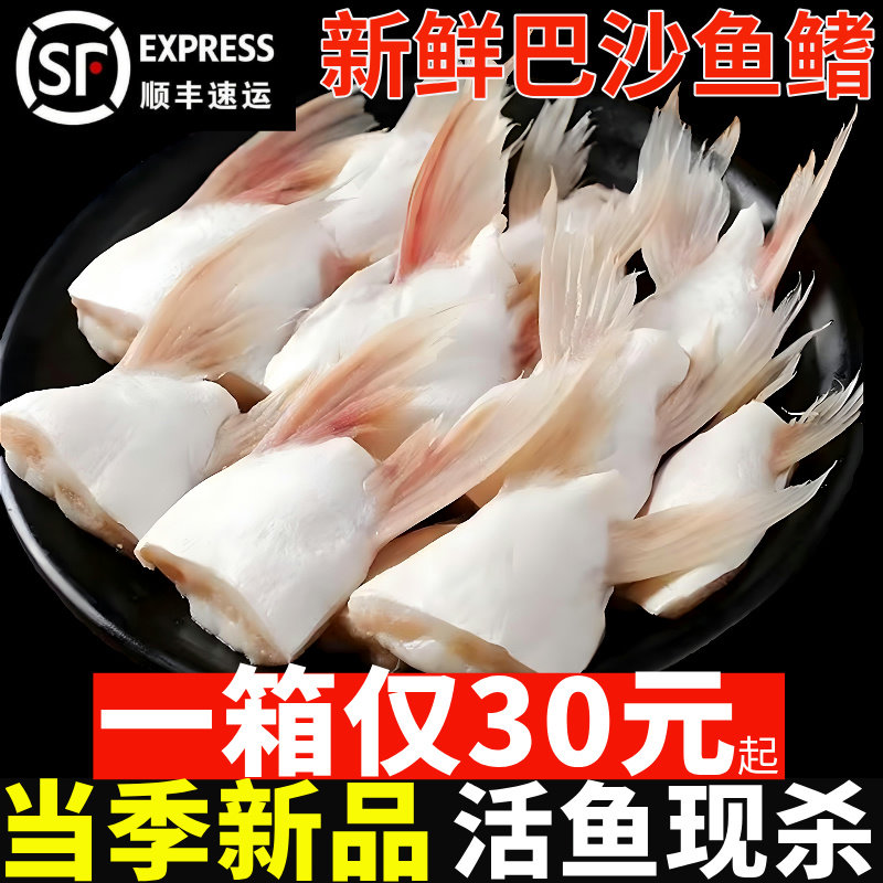 新鲜冷速急冻巴沙鱼鳍鱼肥油鲜活鱼鳍翅鮰鱼鳍鱼腩安康鱼烧烤商用