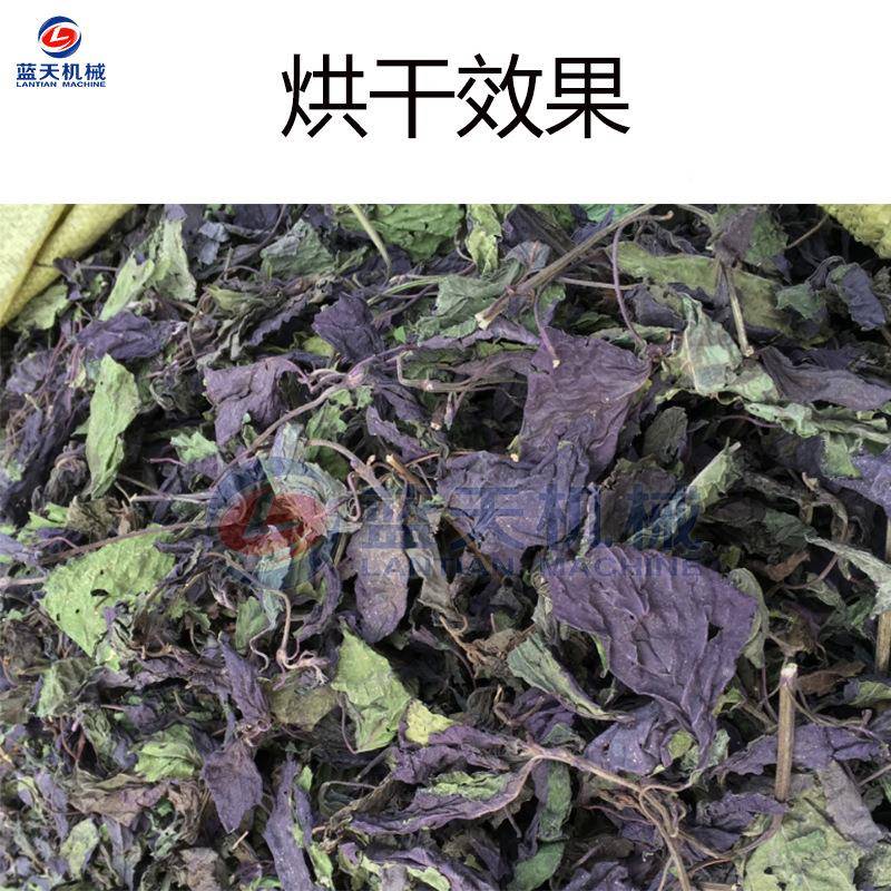 紫烘干机 全自动紫燥苏叶脱干机 香料赤苏野生紫ESB苏子水烘干设