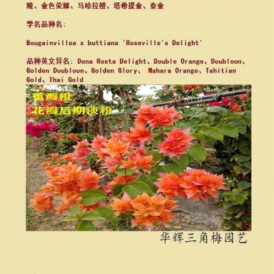 勤花重瓣橙三角梅盆栽带花梅花盆景爬藤植物冬季四季开花新款包邮