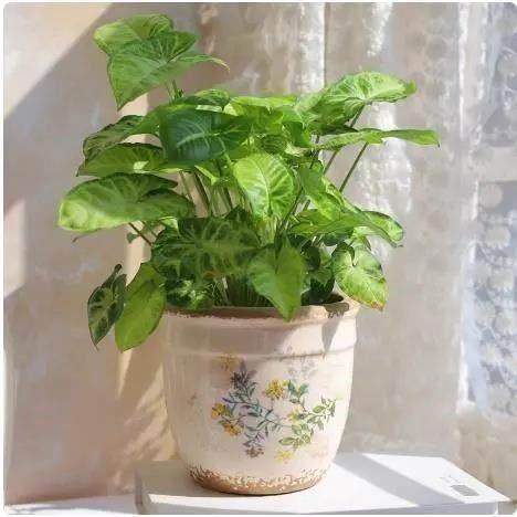 陶瓷覆古做旧多肉花盆简约青花瓷绿植种花花盆绿植盆摆件花瓶新款,家居饰品,花盆,淘宝优惠券,粉丝福利购,淘宝优惠卷