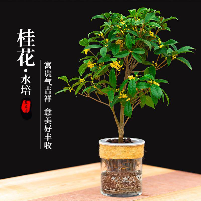 水培植物四季桂花小盆栽树苗绿植盆景花卉水生水培办公室内桌面
