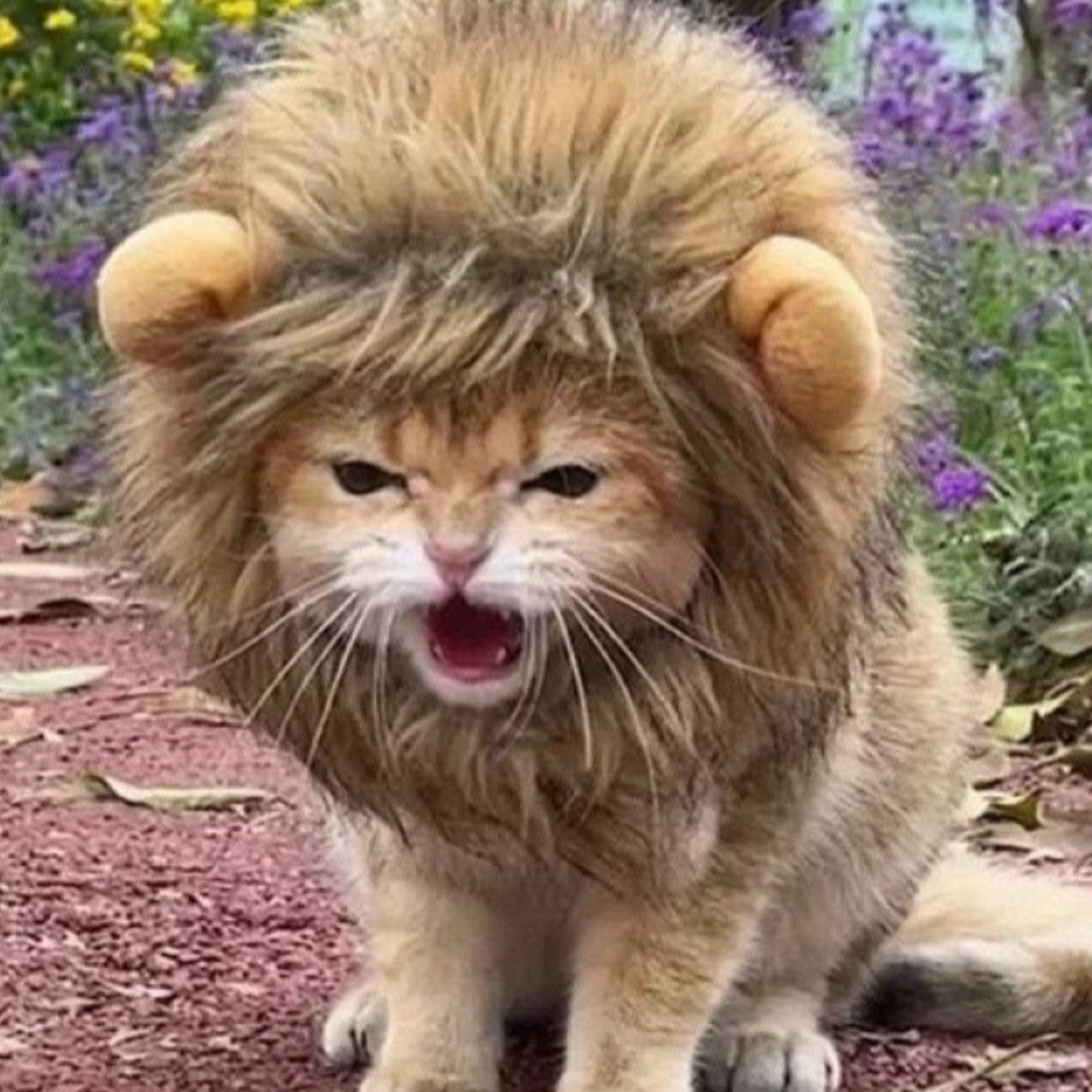 猫咪狮子头套宠物帽子变装帽兔耳朵可爱狗小猫金渐层美短虎斑帽子