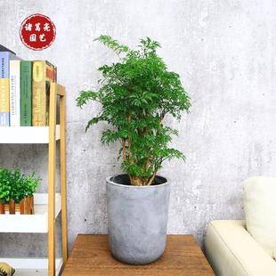 福禄桐盆栽室内客厅大型绿植办公室桌面四季 常青植物