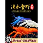 活体观赏虾宠物虾橘鳌佛蓝鳌虾淡水小龙虾澳洲龙纹螯虾天空蓝魔虾