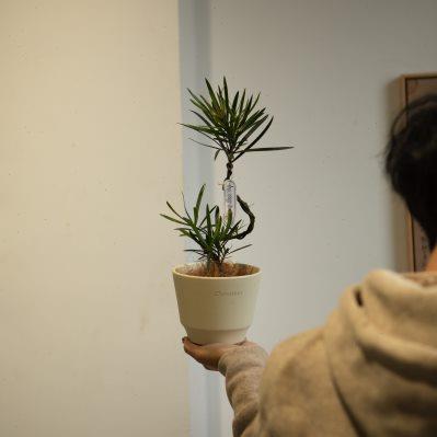 诗与自然造型罗汉松盆景精致盆栽小众植物ins简约风绿植四季常绿