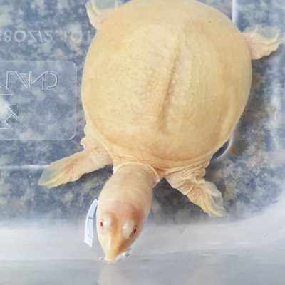 粉雪白化鳖黄金鳖苗白色s鳖黄金甲鱼变异珍珠鳖水鱼鳖红眼白化甲