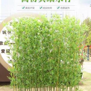 真绿植室内装饰真竹子底座隔断屏风阳台室外装饰竹子盆栽室内