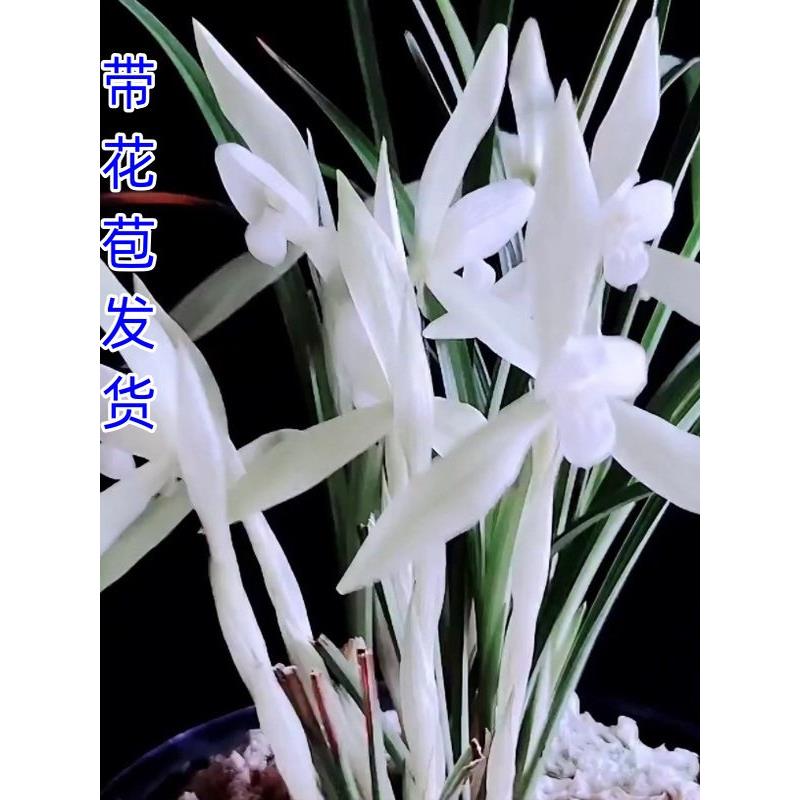 兰花盆栽春兰仙白素荷无花苞室内植物浓香好养阳台客厅名贵兰花苗