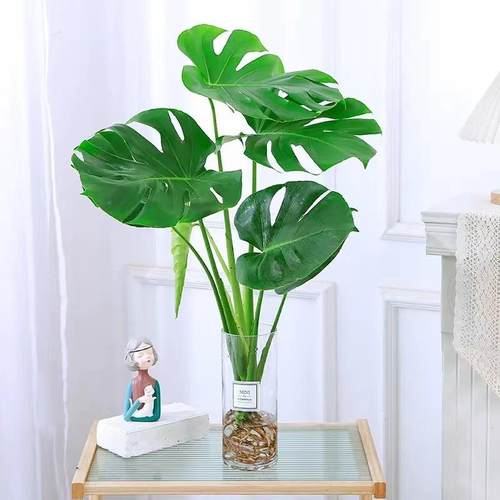 水培植物龟背竹盆栽老桩净化空气天堂鸟大叶室内观叶绿植耐阴常青