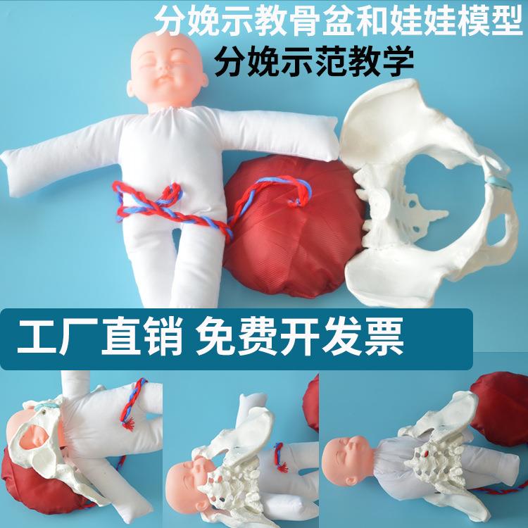 分娩示范骨盆模型含胎儿/脐带/胎盘 卫生院分娩示教骨盆娃娃模型