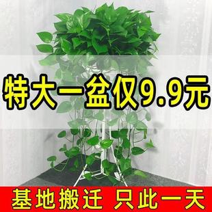 360绿萝盆栽大叶长藤室内花卉植物特大盆绿箩家养水培绿植