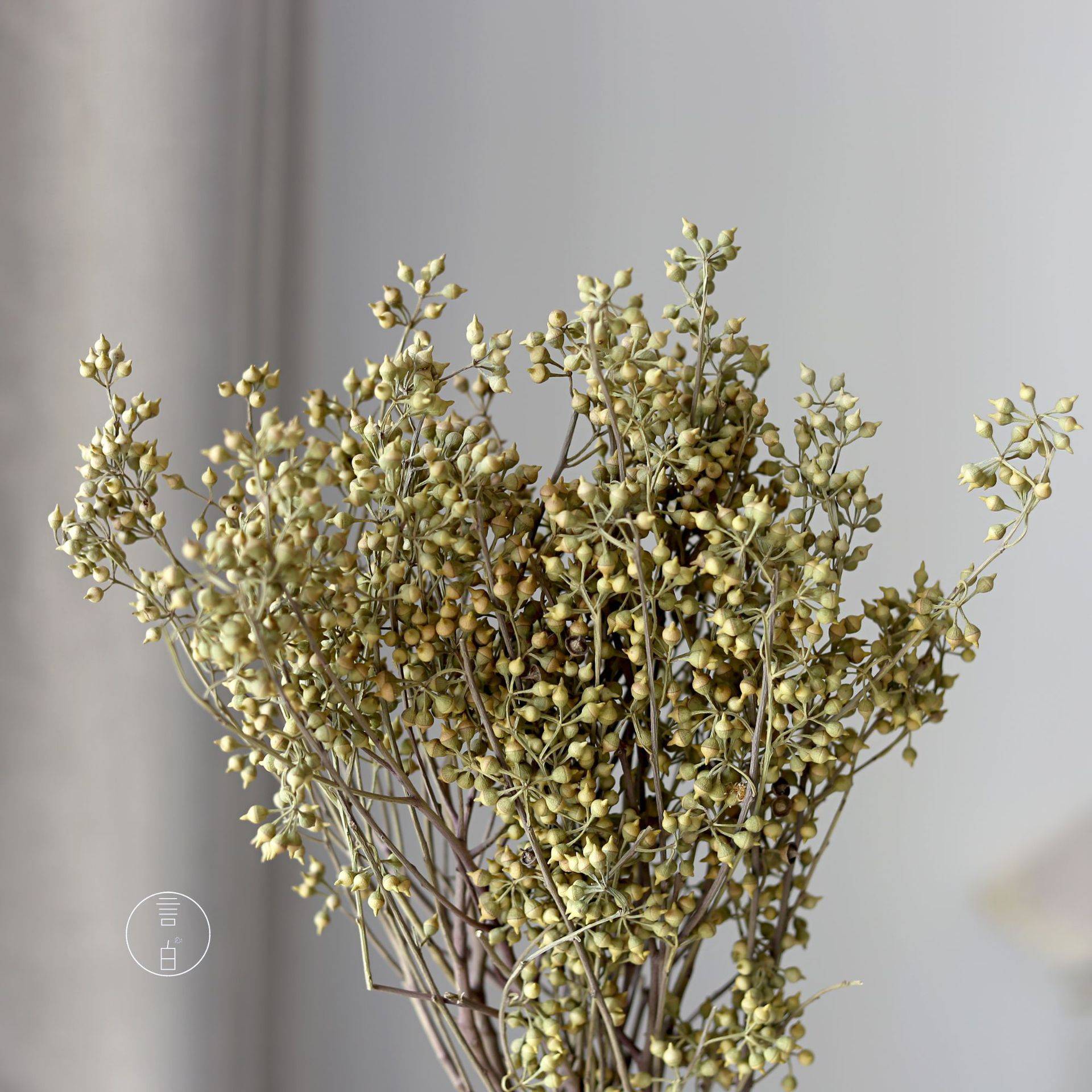 小米果小尤加利果干花僵尸果桉树果永生花插花装饰摆件