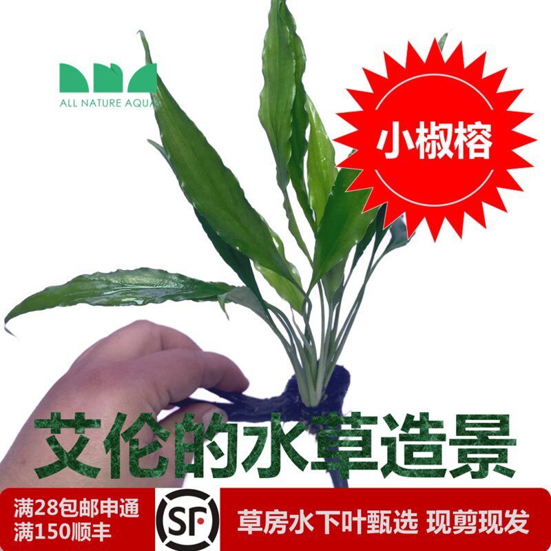 热销艾伦的水草造景沉木水榕直接沉水不用种金钱榕小巴榕尖叶榕小
