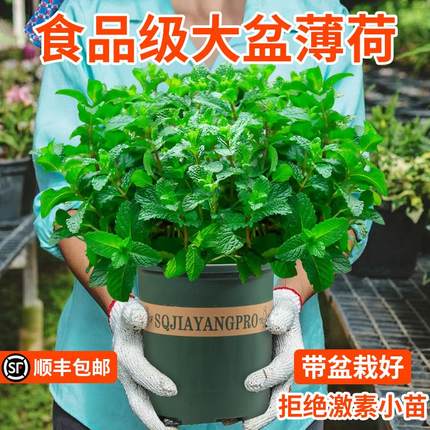 可食用大盆薄荷盆栽大苗室内驱蚊绿植迷迭香留兰香草植物猫薄荷叶