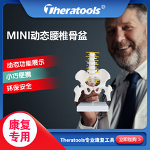 动态迷你女性腰椎骨盆模型关节可动人体活动骨骼小骨架康复教学