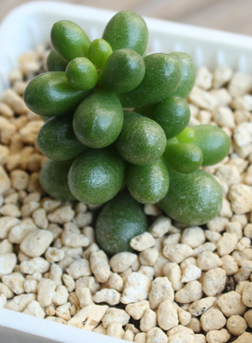 绿龟之卵 绿龟卵 肉肉多肉 绿色小盆栽 龟蛋多肉植物室内多肉植物