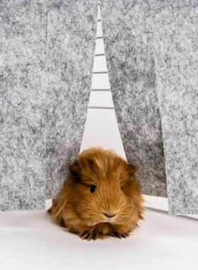 Nest Hammock Pet Supplies Tent Accessories Hamster Dodge