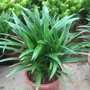 香兰叶盆栽苗斑斓叶天然芳香味食用香料花卉糯米香味室内观叶植物