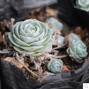 子持莲华带盆迷你多肉植物易群生爆盆新手好养组合盆栽花卉绿植