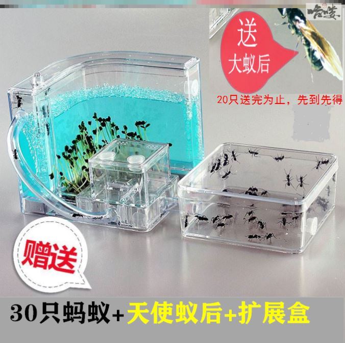 新型蚂蚁工坊城堡生态巢穴巨型蚂蚁窝全异巨首蚁巢平面巢大型别墅