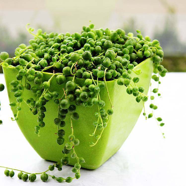 佛珠吊盆栽植物珍珠吊兰 佛珠 观果 进化空气多肉植物