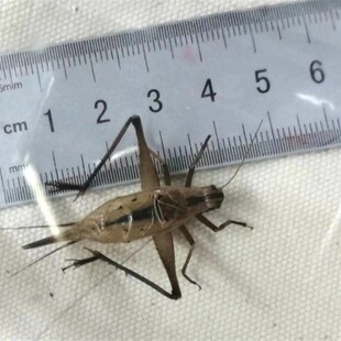 罕见的口哨蛉连口大金蟋大宝塔蛉 叫声悦耳特色鸣虫爬宠蟋蟀螽斯