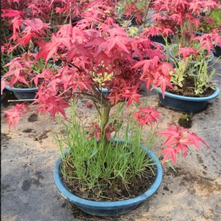 日本红枫盆栽红枫盆景树桩室内盆栽盆景花卉植物绿化苗木净化空气