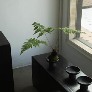 诗与自然 苔藓球水培植物盆栽办公桌面精品绿植盆景小众简约盆栽