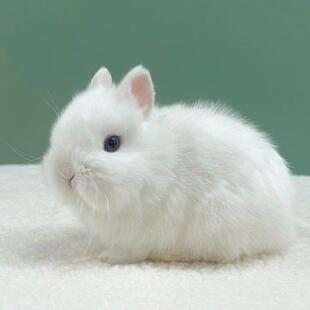 小型侏儒兔子活物长不大迷你兔儿童家养宿舍宠物兔荷兰垂耳兔活体