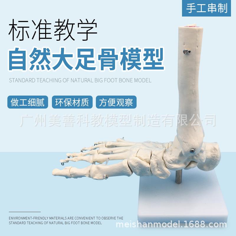 1:1脚关节模型 脚部骨骼足关节 自然大足骨脚骨 脚部解剖结构模型