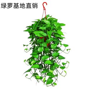 大盆长藤绿萝盆栽室内爬藤植物大叶垂藤吊兰客厅花卉水培绿植