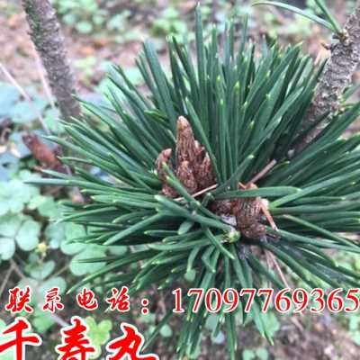 极速正宗宫岛大阪短针五针松盆景桌面绿植