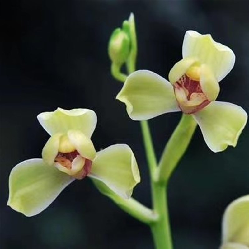 极速带大芽夏皇梅特壮苗 八大之首梅瓣名品 四季兰花 开品端庄花