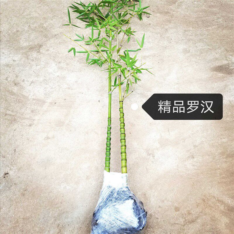 极速矮化竹子盆景罗汉竹苗佛肚室内竹苗耐寒风水庭院绿篱观赏景观