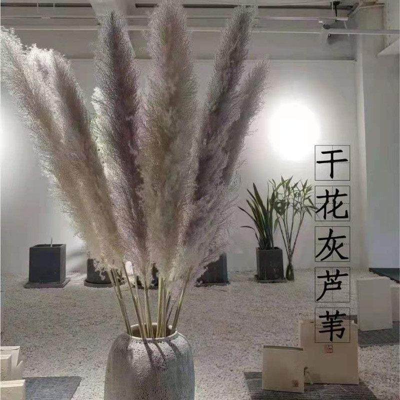 新品网红大芦苇蒲苇干花花束桌面摆件拍摄道具插花装饰永生花天然,家居饰品,干花/花瓣/干花包/干树枝,淘宝优惠券,粉丝福利购,淘宝优惠卷