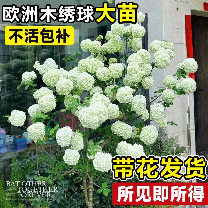 欧洲木绣球大苗带花阳台庭院可地栽观赏花卉盆栽树苗耐寒耐热植物