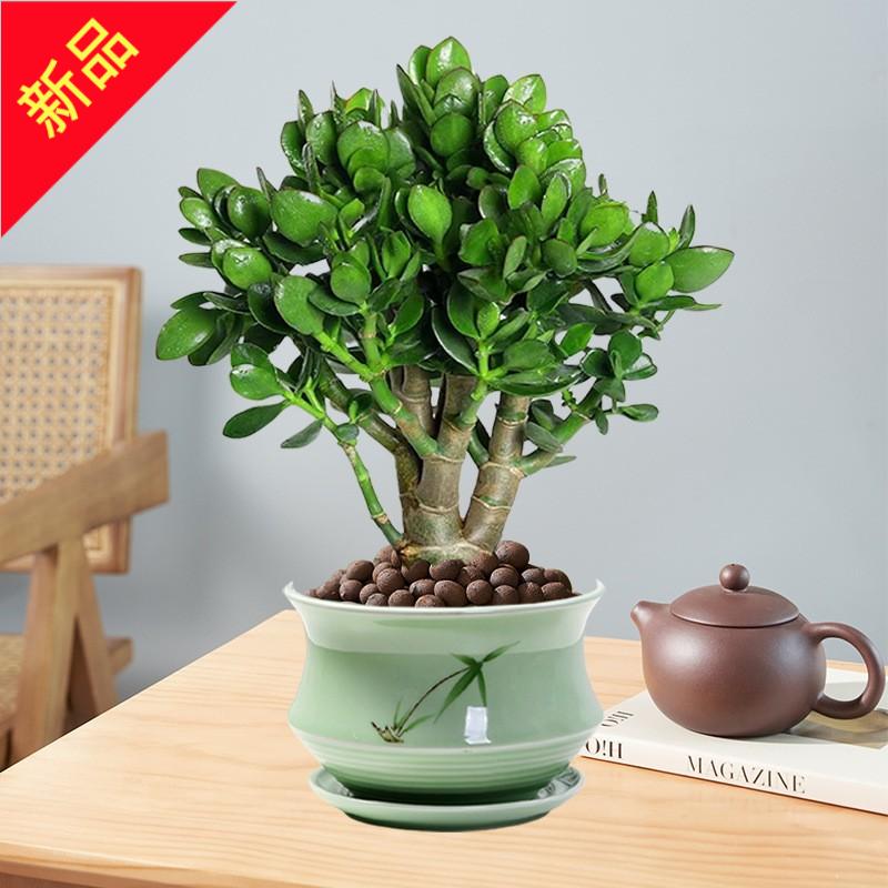 玉树老桩大株盆栽多肉植物室内