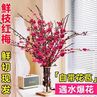 带花水培红梅花桃花树干枝珍珠李鲜花室内花卉雪柳盆栽切养绿植物